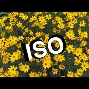 ISO (in search of)